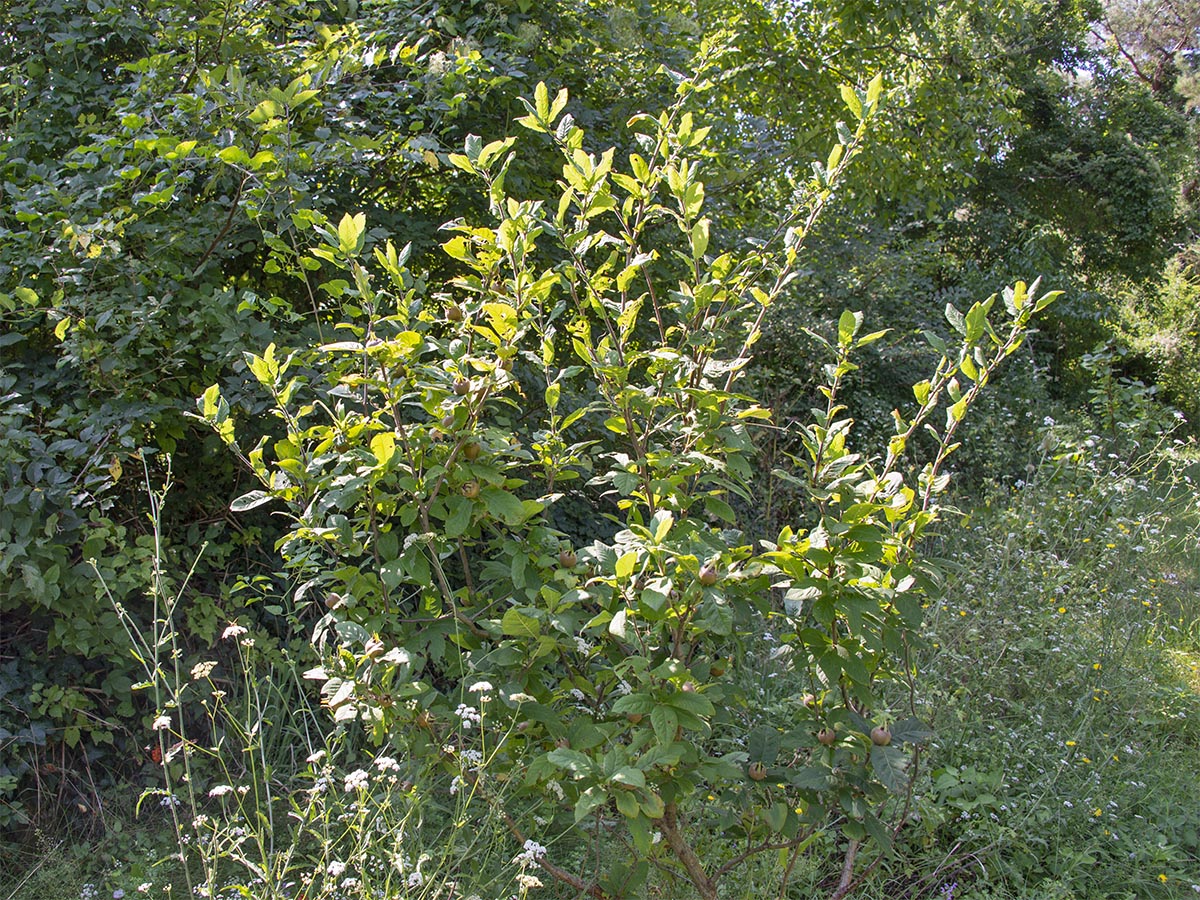 Mespilus germanica